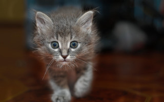 Small cat blue eyes wooden - big free wallpaper