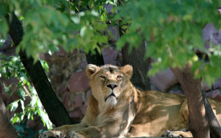 Lion rock zoo trees forest - a rock in a zoo enclosure free wallpaper