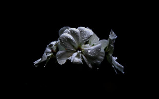 White flower water droplets dark - the dark background free wallpaper