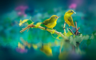 Yellow birds branch leaves water - a branch free wallpaper for desktop