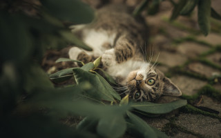 Cat plant leaves blurry depth - a plant free wallpaper