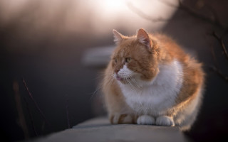 Cat ledge sun closed eyes - a portrait free wallpaper