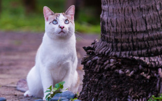 White cat sitting near tree - a tree free wallpaper