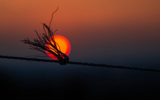 Sunset plant wire blurry background - cable wire free wallpaper