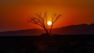 Desert tree sunset mountains moon - the background and mountains free wallpaper
