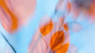 Leaf branch autumn macro blue - visible free wallpaper