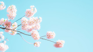 Pink flowers branch blue sky 3 - soft color free wallpaper