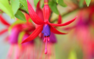 Flower macro summer vibrancy bokeh - summer vibrancy free wallpaper