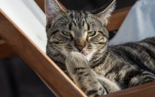 Cat sitting wooden chair paw - sharp claw free wallpaper