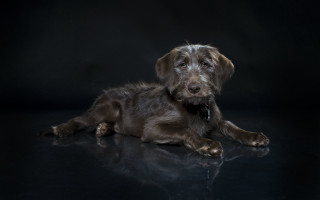 Dog laying black surface closed - a black surface free wallpaper for desktop