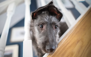 Dog peeking chair toothbrush shiba - focus free wallpaper