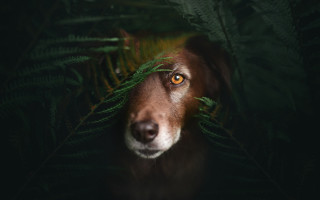 Dog leaf fern photorealistic animal - a green leaf free wallpaper