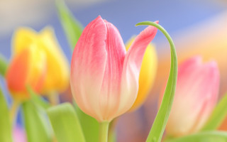 Pink flower closeup bokeh blur - a close up free wallpaper for desktop