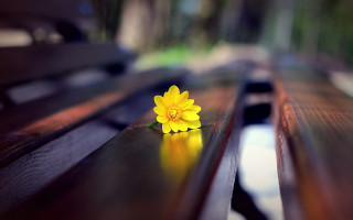 Yellow flower wooden bench park - chang daichien free wallpaper
