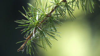 Pine needle water droplets blurry - a close up of a pine tree branch free wallpaper