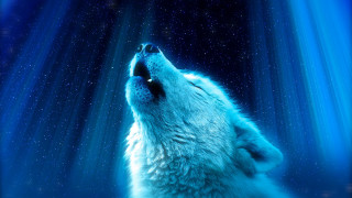 Wolf howling dark moon aurora - full moon free wallpaper