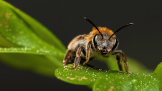 Bee green leaf water drops - drop of water free wallpaper