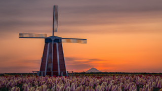 Windmill flower field sunset mountain - arie smit free wallpaper