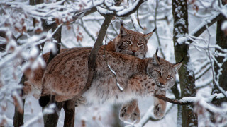 Three lynxes snowy forest wildlife - a snowy forest free wallpaper for desktop