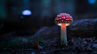 Mushroom white dots woods night - white dot free wallpaper