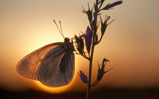 Butterfly flower sunset silhouette magic - a flower in front free wallpaper