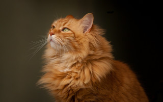 Regal longhairedcat portrait animal focus - a long hair free wallpaper