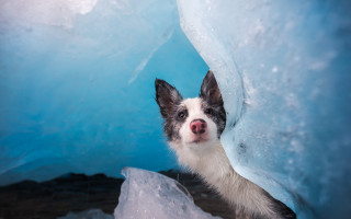 Dog iceberg ice chunks outdoors - ice chunk free wallpaper