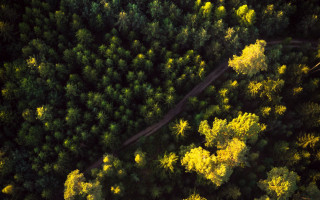 Forest road autumn leaves nature - daniel lieske free wallpaper