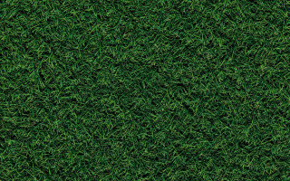 Grass texture closeup forest nature - rough free wallpaper
