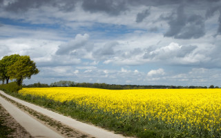 Yellow flowers lone tree cloudy - a cloudy day free wallpaper