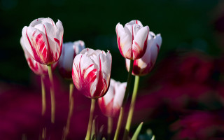 Pink white flowers garden blood - adobe lightroom free wallpaper