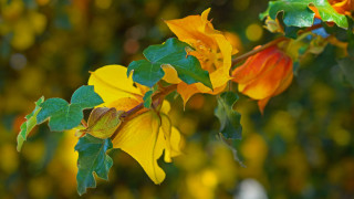 Yellow flowers green branch fauvism - fauvism free wallpaper