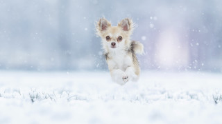 Small dog running snow winter - a small dog free wallpaper