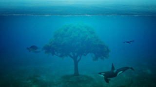 Tree fish water surreal matte - a few fish free wallpaper