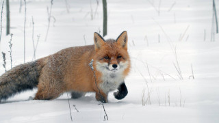 Red fox snow woods tails - a black nose and tail free wallpaper