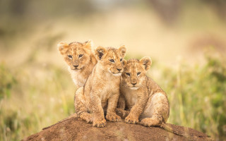 Three lions rock field wildlife - free animals wallpaper for desktop