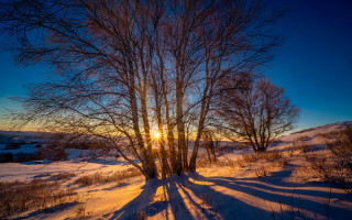 Snowy forest sunset blooming trees - the sun setting behind them free wallpaper