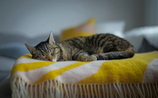 Cat sleeping blanket bed pillows - blanket free wallpaper