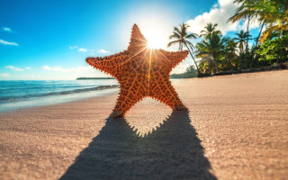 Starfish shadow beach palm sky - a sandy beach free wallpaper