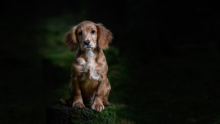 Dog sitting stump dark sad - its eye free wallpaper for desktop