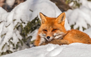 Red fox snow blurry photorealistic - a red fox free wallpaper