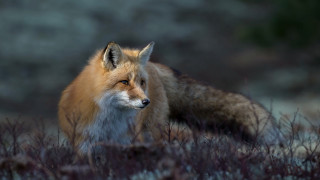 Winter fox wildlife portrait nature - a fox free wallpaper for desktop