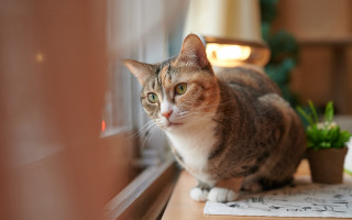 Cat plant window sill note - ascii art free wallpaper