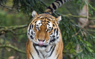 Tiger forest bamboo blurry motion - a tiger free wallpaper