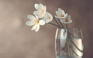 White flower glass vase still - a brown background free wallpaper