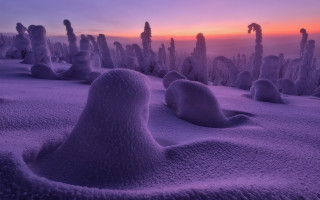 Snowy landscape trees bushes sunset 2 - a pink sky free wallpaper