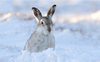 Rabbit sitting snow looking camera - david begbie free wallpaper