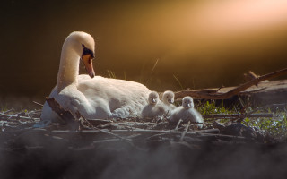 Swan babies nest setting sunlight - a swan free wallpaper