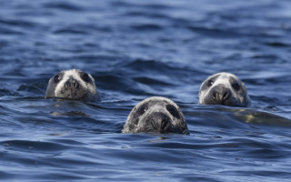 Sea lions ocean ecological art - the camera and the other free wallpaper for desktop