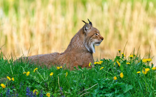 Lynx wildflowers grass blurry background - wild free wallpaper for desktop